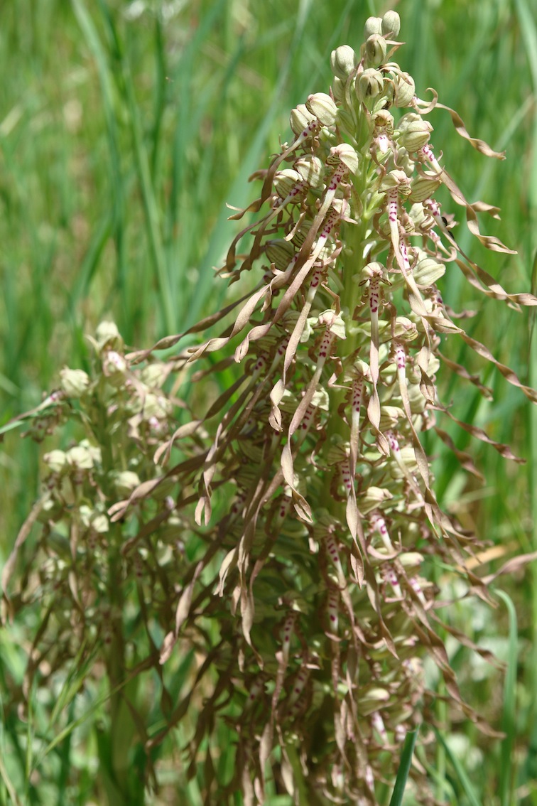 Himantoglossum hircinum